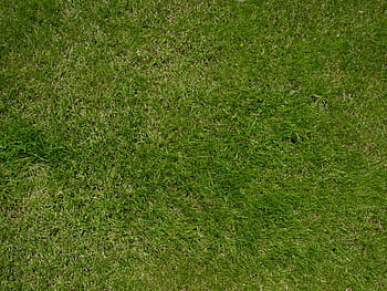 üst, fotoğrafı göster, yeşil, herif, çim, çimen, doğa, açık havada, doku