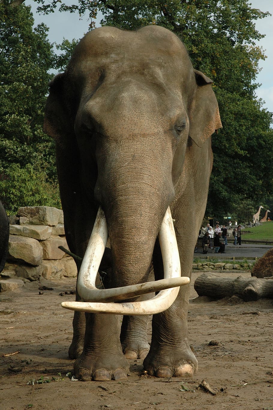 elefante, zanna, animale, natura, Africa, zanne, elefante africano, selvaggio, elefanti, safari, mammifero