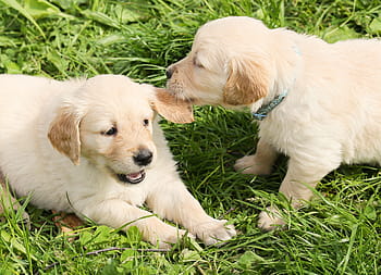 zwei, Gelb, Labrador Retriever Welpen, Gras, tagsüber, Hunde, Welpen, abspielen, Gruppe, in dem, Natur