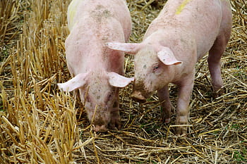 allevamento, Maiale, suino, maialino, mammiferi, azienda agricola, maiali, animali, allevatore, contadino, operazione