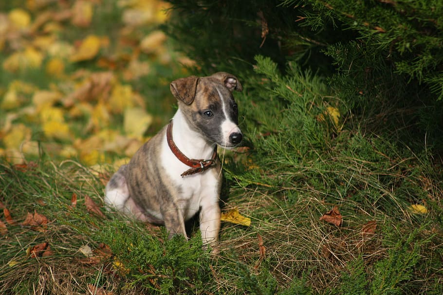 nature, animals, dog, greyhound, whippet, puppy, curiosity, discover