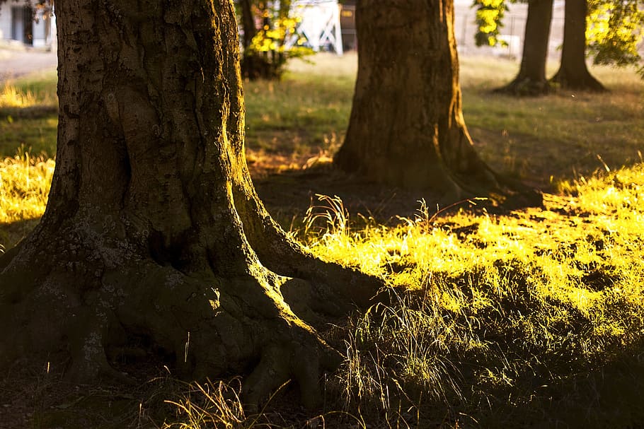 stock photography, tronchi d'albero, campo d'erba, erba, campo, albero, radice dell'albero, natura, foresta, legna, radice