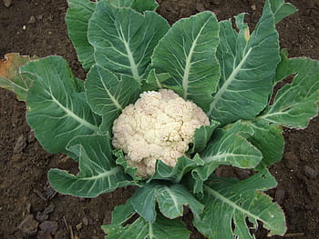 cauliflower on ground, cauliflower, vegetables, vegetable, food, organic, freshness, agriculture, cabbage, nature, vegetarian Food