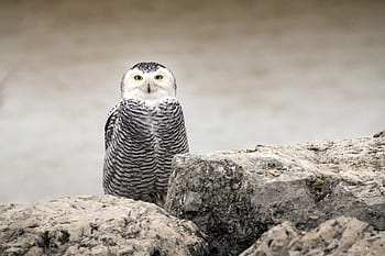 owl, bird, eyes, dark, night, tree, black, white, rocks