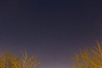 brown trees, trees, nighttime, stars, galaxy, space, sky, night, dark, evening, nature