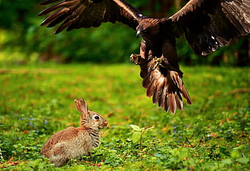 写真、 ブラウン、 イーグル、 アドラー、 猛禽、 鳥、 野鳥、 ハエ、 ウサギ、 バニー、 狩り