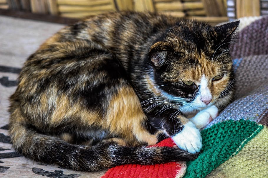 kočka, Kočkovitý, zvíře, kotě, kočičí vzhled, kočička se zastavila, naladěn, kočičí tvář, gata, domácí zvíře, kočičí oči