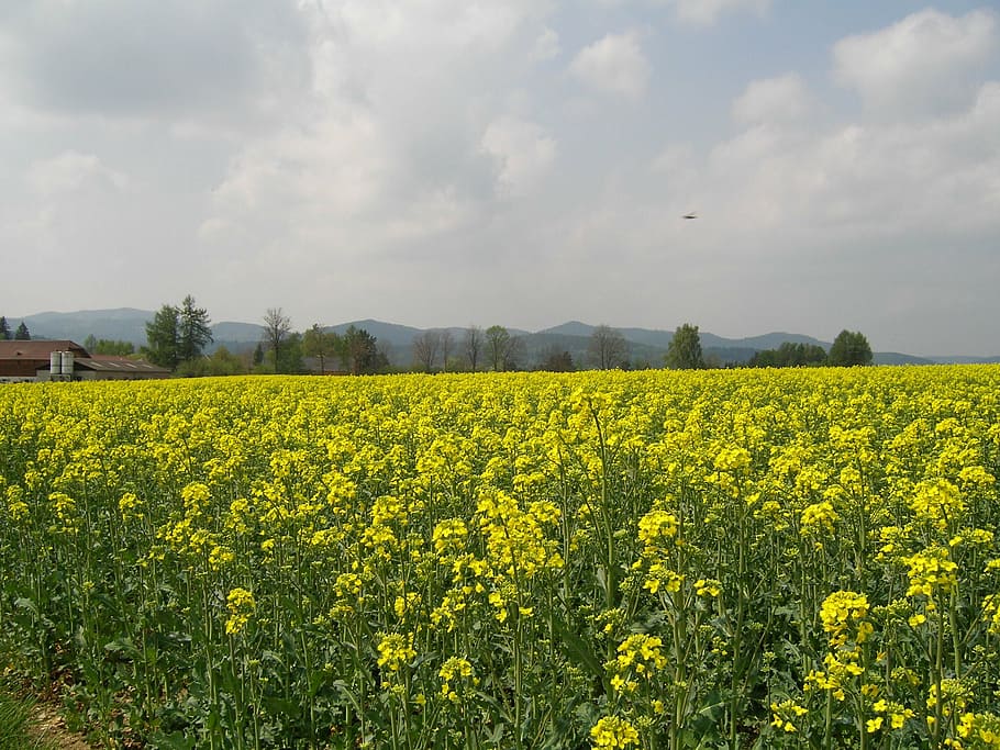field of rapeseeds, field, flowers