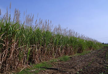 green grass field, Sugarcane, Inflorescence, Flowers, Crop, field, india, agriculture, agricultural, nature, freshness