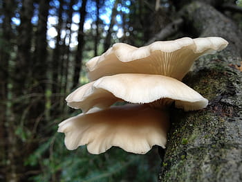 selektivní, zaostřovací fotografie, houba, houby, kmen stromu, les, Příroda, divoký, hlívy ústřičné, pleurotus, Závorka