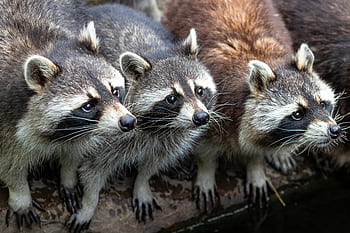 raccoons, Zoo, natur, djurvärlden, däggdjur, hårig, söt, päls, Björn, fräck, ljuv