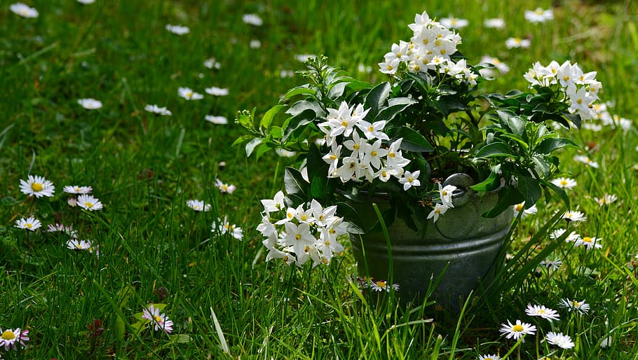 bílý, květ, šedá, vědro, jasmin, solanum jasminoides, louka, uspořádání, sedmikráska, den matek, narozeniny