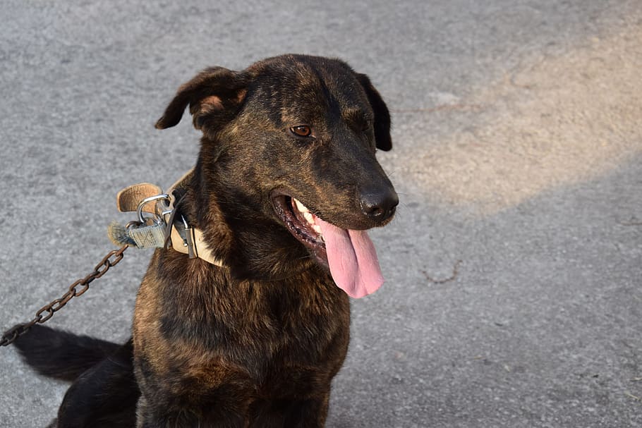 Chain, Black Dog, dog, one animal, pets, animal themes, day, domestic animals