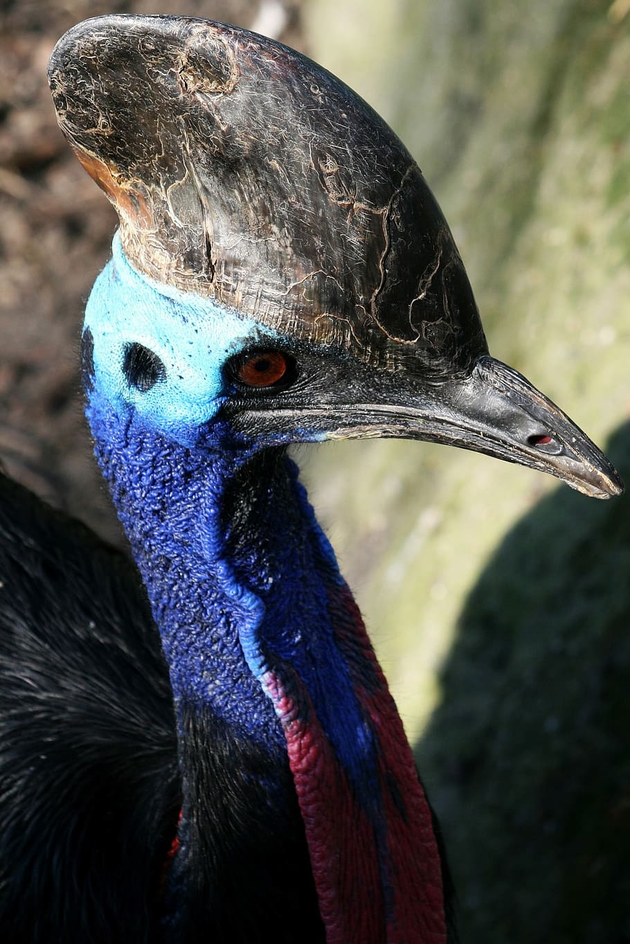 鳥、 翼、 Do、 ヒクイドリ、 飛ばない、 骨、 くちばし、 色、 上、 1匹、 動物の体の一部
