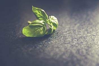 fresh, basil leafs, close, leafs, close up, basil, green, healthy, herbs, nature, leaf