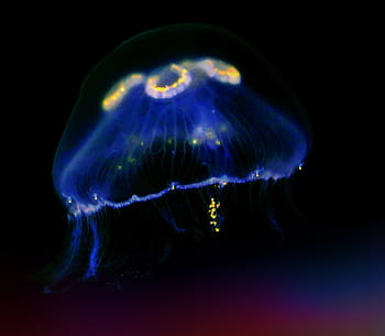 blue, yellow, jellyfish, sea animal, underwater, schirmqualle, cnidarian, diving, medusa, transparent, childfrendly