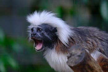 モンキー、 コットントップタマリン、 サギヌス・エディプス、 動物、 マーモセットの家族、 動物の世界