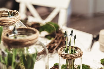 gefocust, foto, fabriek, groen, blad, natuur, vervagen, glas, pot, tonen, selectieve aandacht