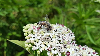 včela, včelí med, anthophila, hmyz, pyl, sbírat, sambucus ebulus, danewort, starší trpaslík, květ, jaro