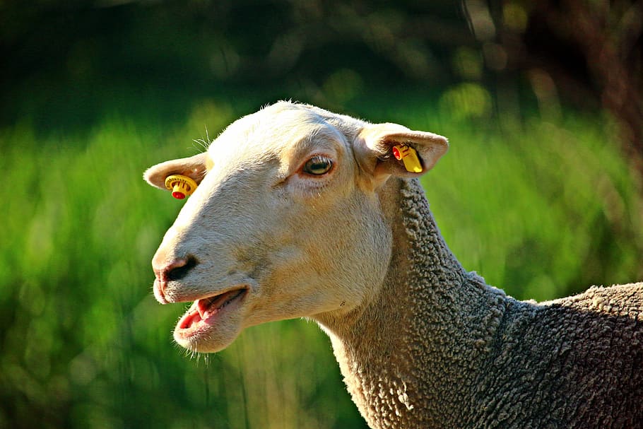 sheep, bleat, animal, wool, nature, meadow, agriculture, animal world