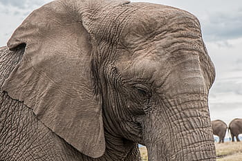 closeup, elephant, trunk, skin care, big, african, endangered, huge, gray, pachyderm, mammal