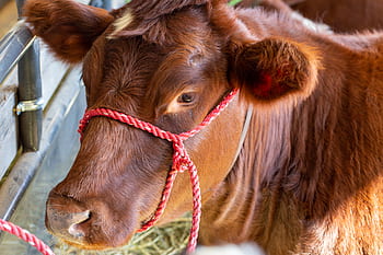 牛、 閉じる、 動物、 ファーム、 農業、 頭、 見ている、 家畜、 褐色、 国内の