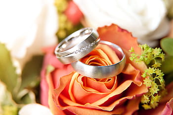 anelli per il matrimonio, anelli, nozze, vario, squillare, rosa, avvicinamento, nessuno, fiore, cibo e bevande, freschezza