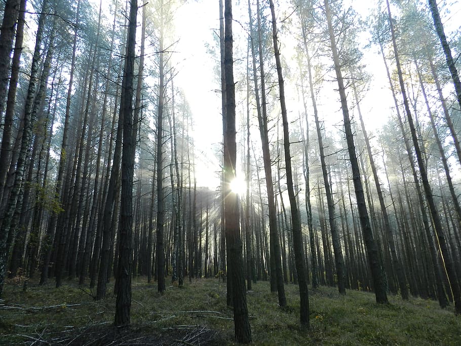 stíny, soumrak, východ slunce západ slunce, svítání, západ slunce, ráno, večer, les, Příroda, strom, venku