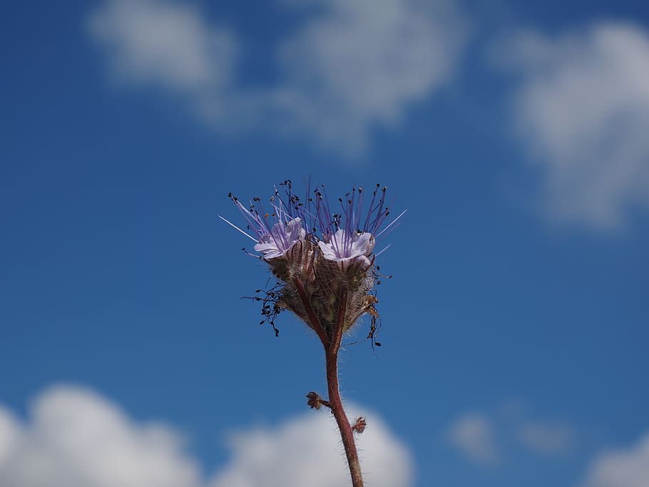 bueschelschoen, květ, fialový, nachový, phacelia, květenství, zelená listová voda, hydrophyllaceae, raublattgewächs, boraginaceae, včely