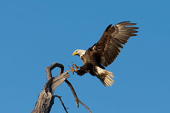 bald, eagle, perch, tree branch, landing, soaring, bird, raptor, flight, flying, wild