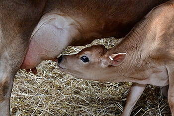 牛、 カーフ、 給餌、 ミルク、 乳房、 ファーム、 農業、 牛肉、 動物、 家畜、 自然
