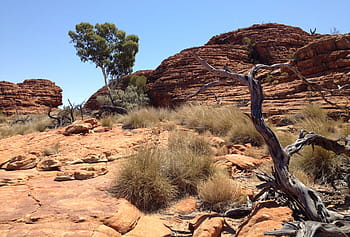 holý, strom, poušť, během dne, outback, Příroda, Austrálie, australský, krajina, suchý, horký