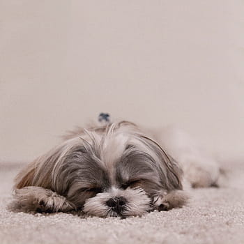 grey, white, long-coated dog, coated, dog, pets, animal, cute, canine, purebred Dog, mammal