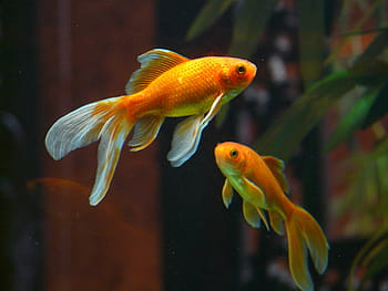 Tierfotografie, zwei, Orange, Fisch, Weiß, Fische, veiltail, Goldfisch, Aquarium, Süßwasserfisch, karpfenfisch