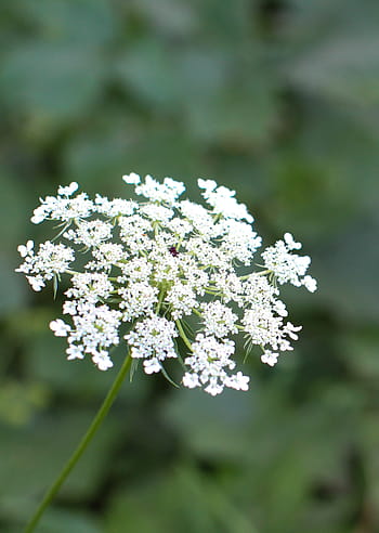 la dentelle de la reine anne, fleur, vert, la nature, reine, dentelle, blanc, sauvage, plante, Floraison, été