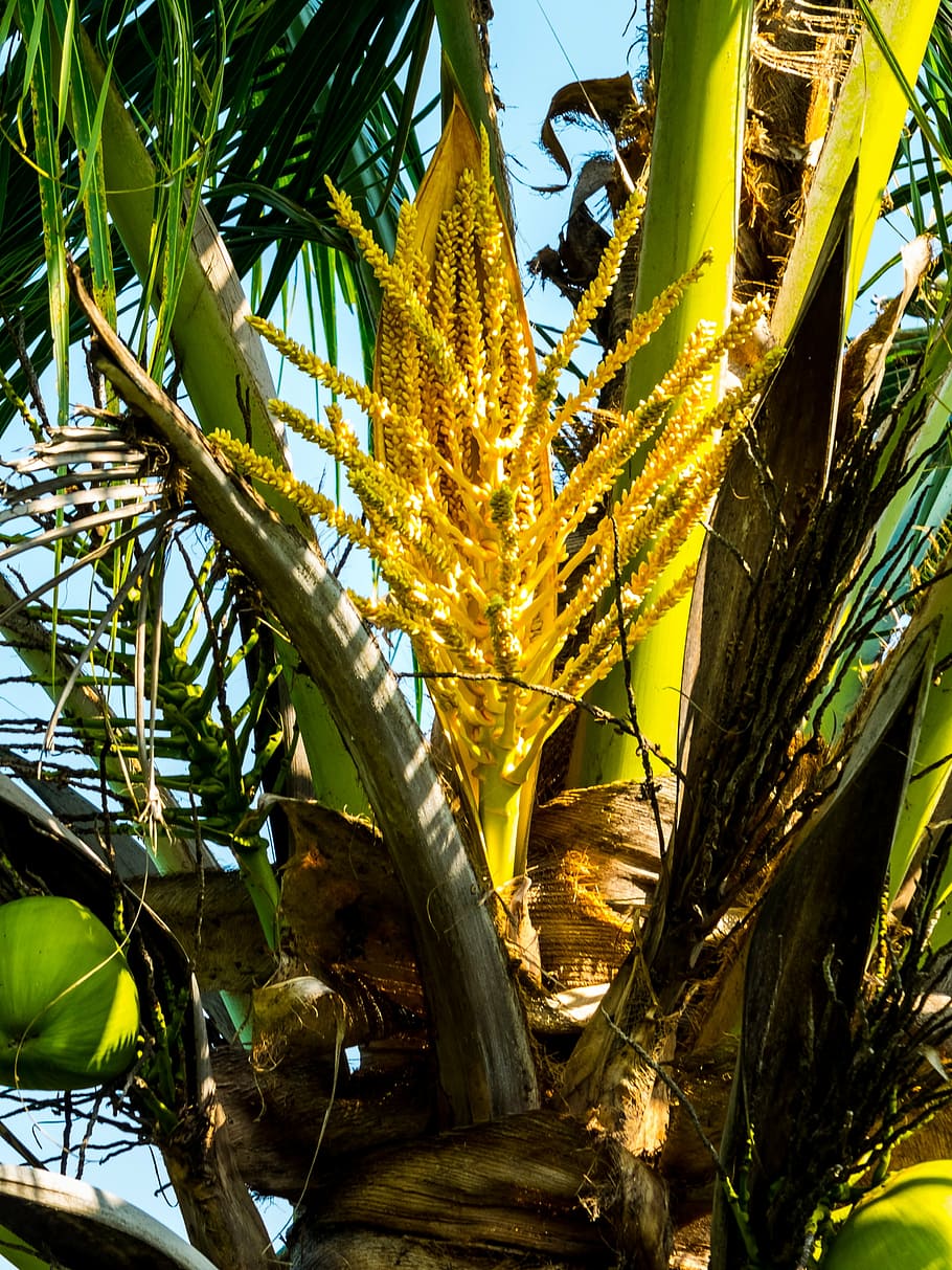 palm, coconut tree, coconut, palm blossom
