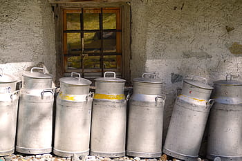 lined, gray, milk, churns, milk container, cow, milk production, agriculture, nature, farm, cheese
