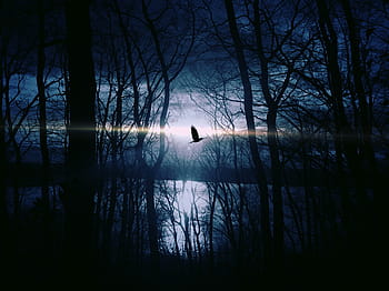trees, behind, body, water, bird, fly, gespentisch, night, weird, night sky, lake