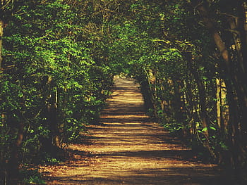 weg, groen, boom, natuur, landschap, bossen, Bos, bomen, gras, planten, reizen