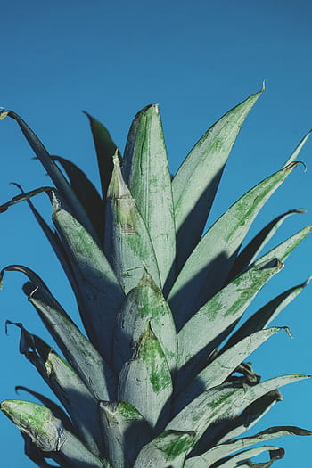 pineapple, dessert, appetizer, fruit, juice, crop, blue