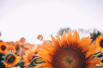 sunflower field, clear, sky, daytime, bloom, blossom, close-up, field, flora, flowers, hd wallpaper