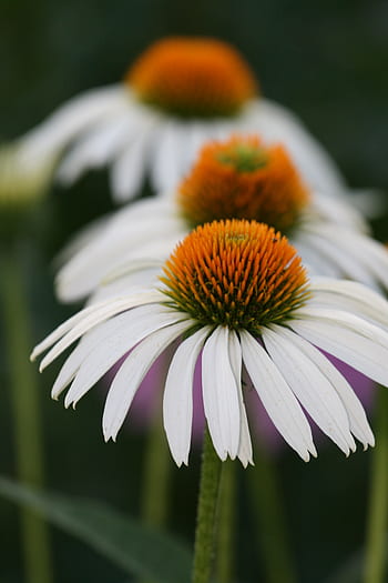 bianca, fiore, primavera, biologico, natura, crescita, naturale, fioritura, fiorire, flora, pianta