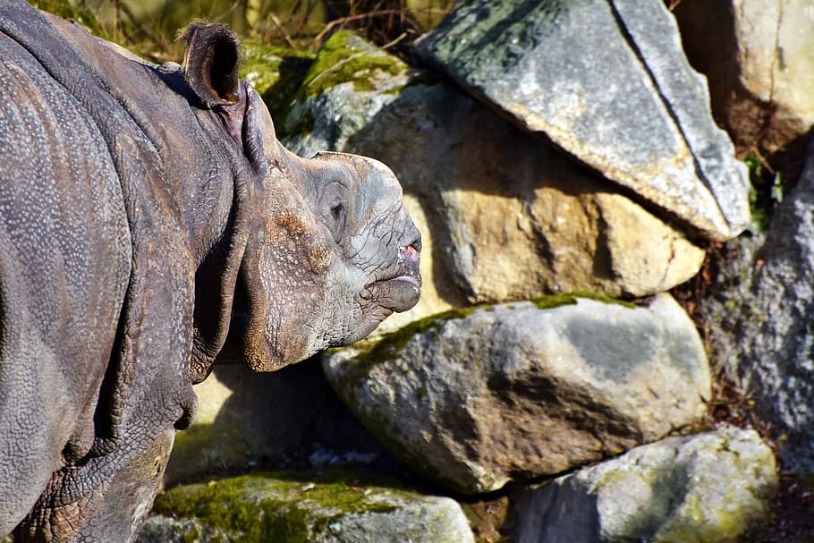 rhino, animal, mammal, big game, zoo, animal world, tierpark hellabrunn