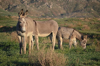 wild burro herd, california burros, mammal, animal, wildlife, grass, wild, meadow, grazing