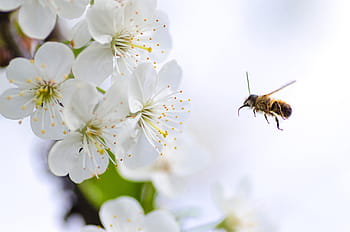 ミツバチ、 ホバリング、 フロント、 白、 花びらの花、 クローズアップ、 写真、 蜂蜜、 自然、 マクロ、 昆虫