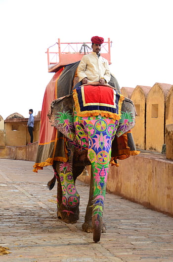 man, riding, elephant, daytime, amber palace, india, mammal, elephants, tourists, traditional, cultures