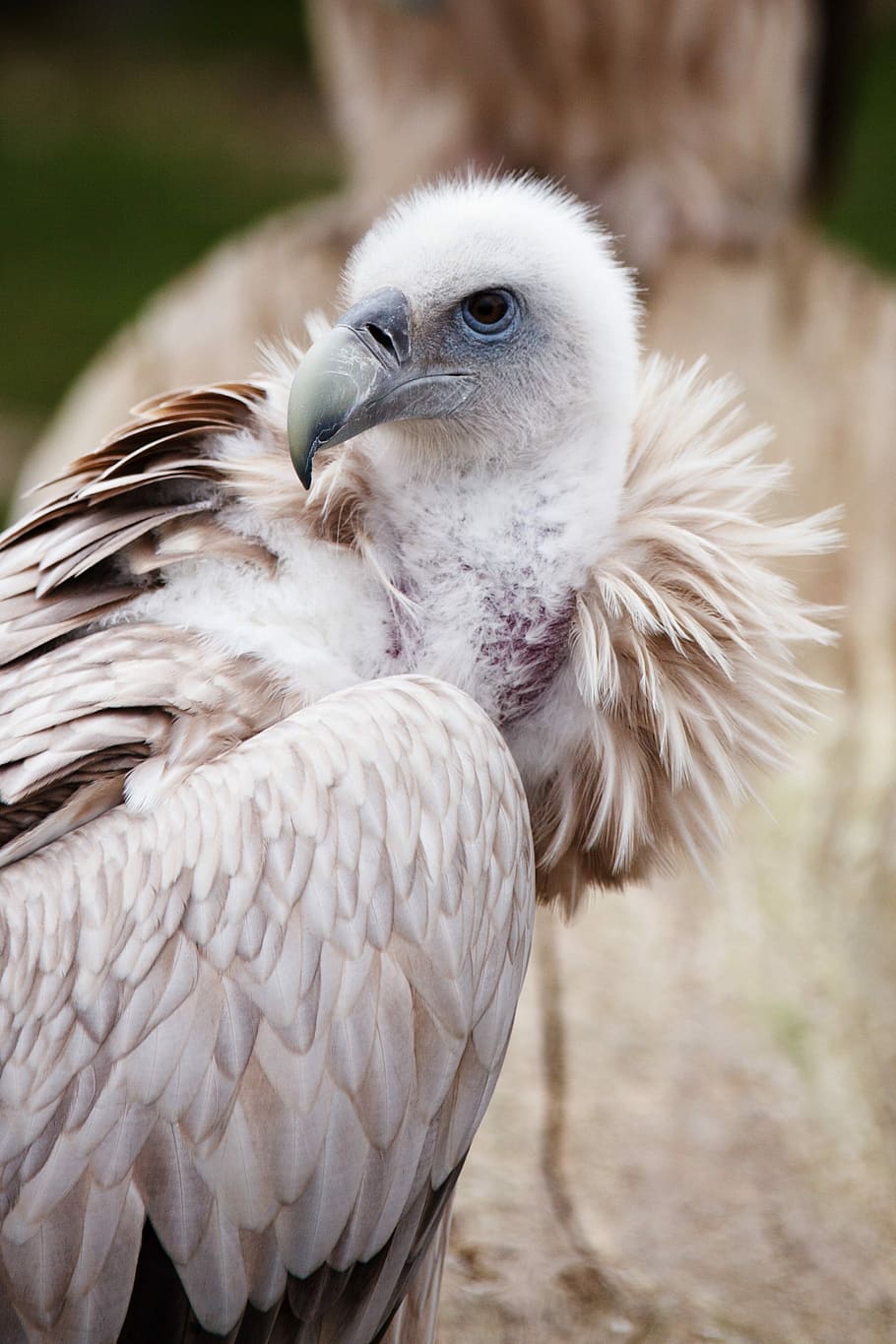 Animal, Beak, Bird, Feather, Feathers, scavenger, vulture, wildlife, head, eye, portrait