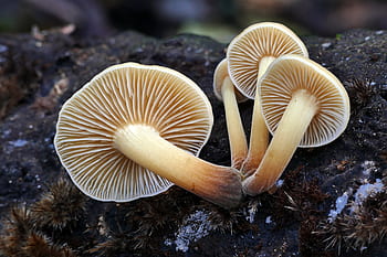 Flammulina velutipes, selective, focus, photography, mushrooms