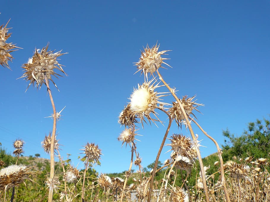 thistle, flower, dry, daba, sun, desert, withered, drought, rain, meadow