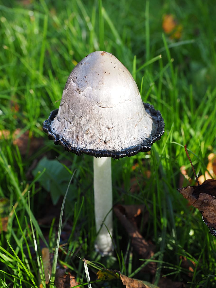 comatus, schopf comatus, houba, coprinus comatus, chřest houba, porcelánový komatus, tintenpilz, tintenschopfling, druhů hub, relativní relativní, coprinaceae